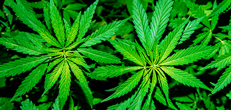 Marijuana