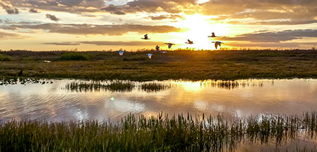 wetlands