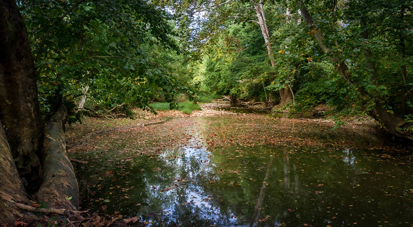 Ohio Forest River