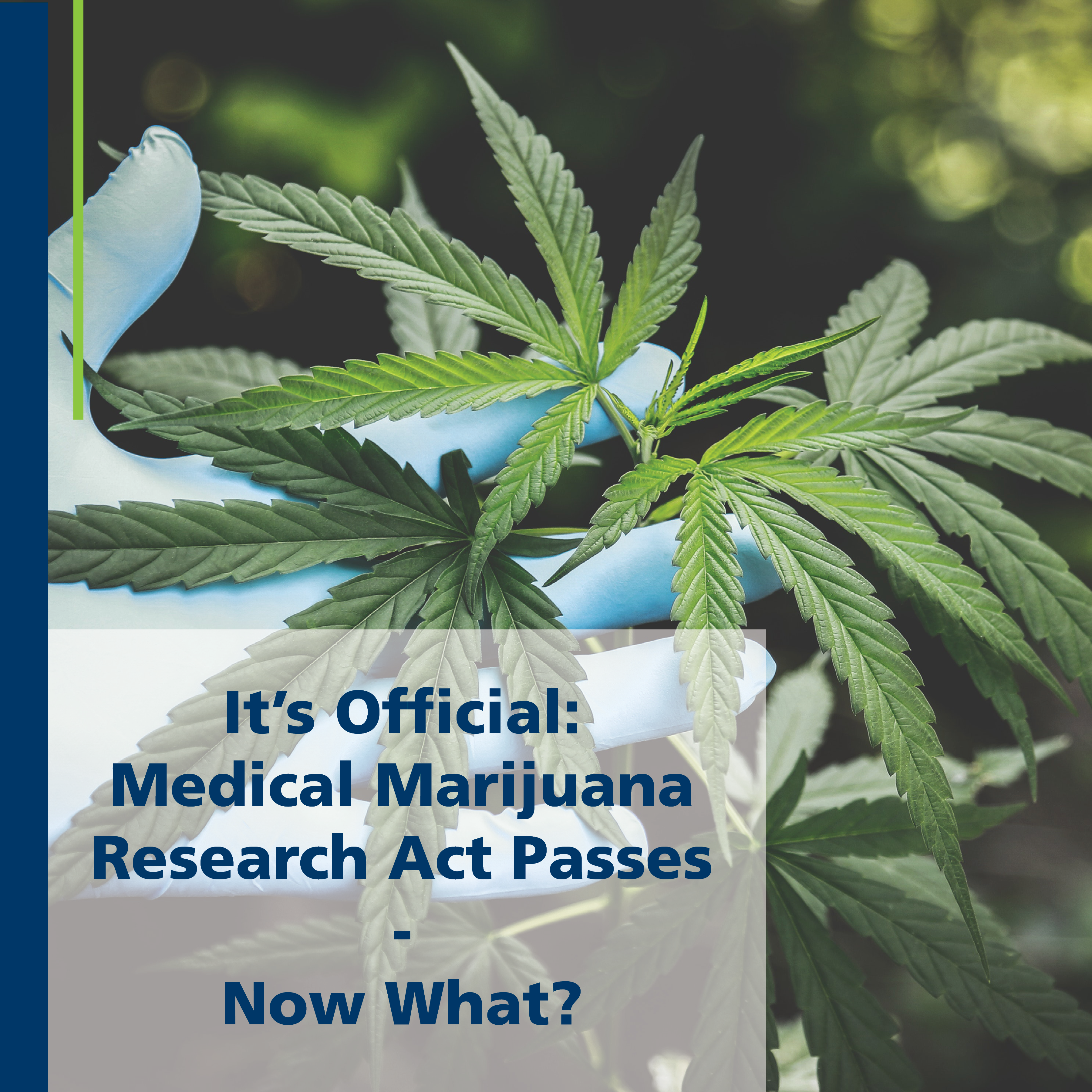 Marijuana research
