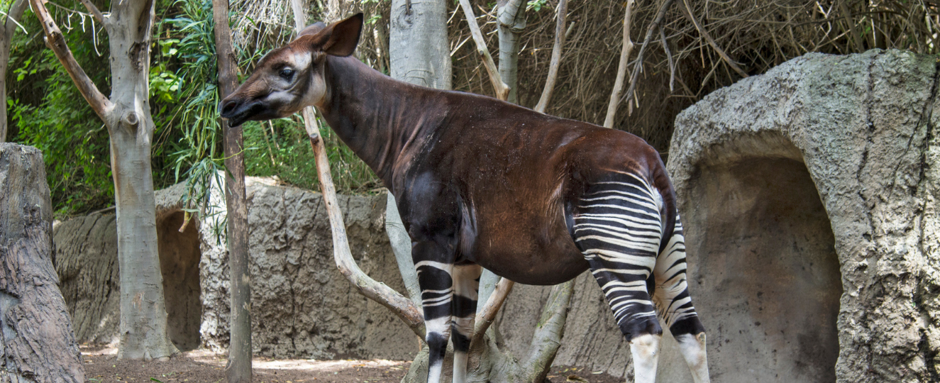 Okapi near trees